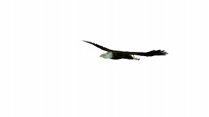 Flying eagle