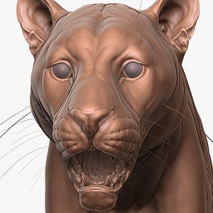 Detailed Leopard Zbrush Sculpt