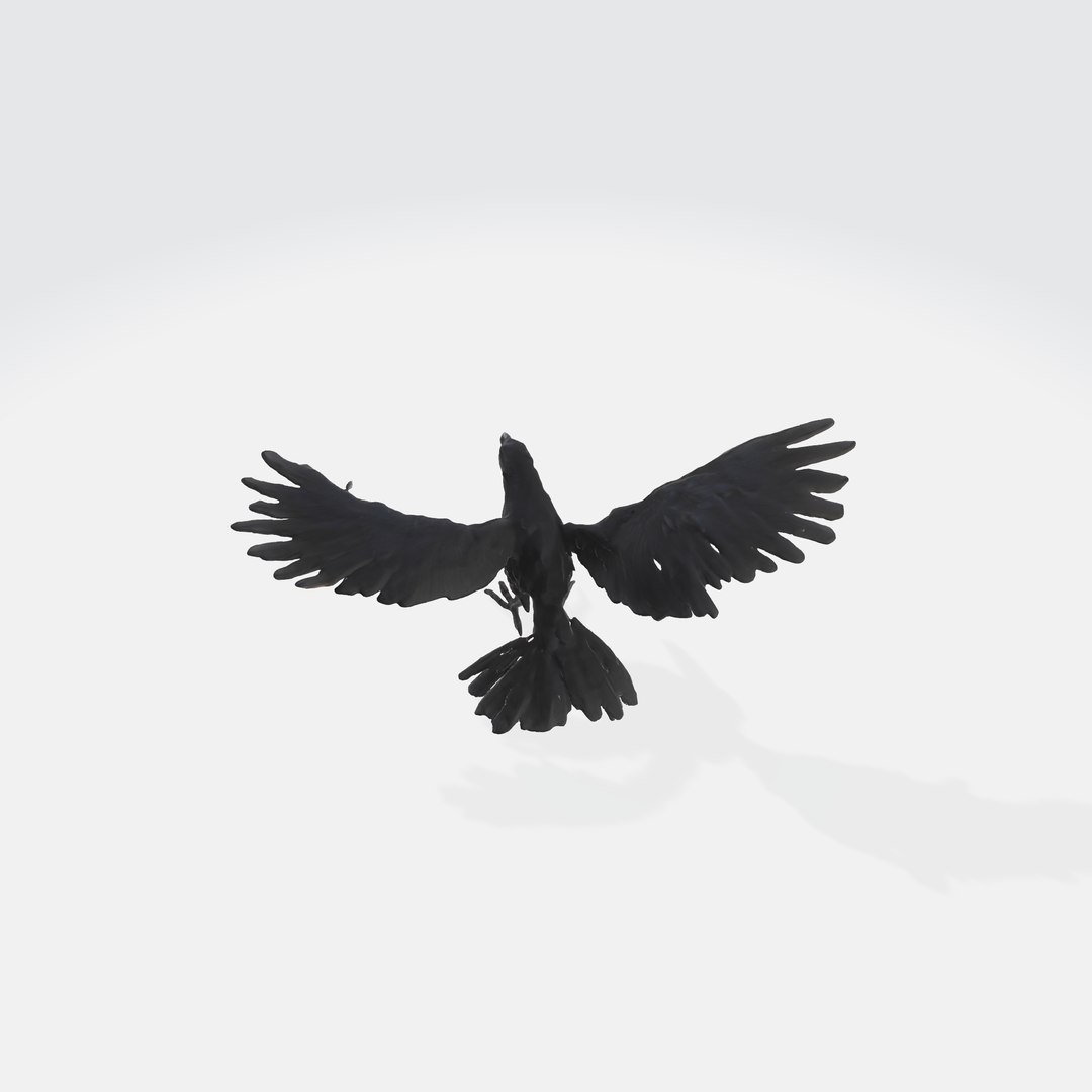 A Black Raven In Flight Model - TurboSquid 2263454
