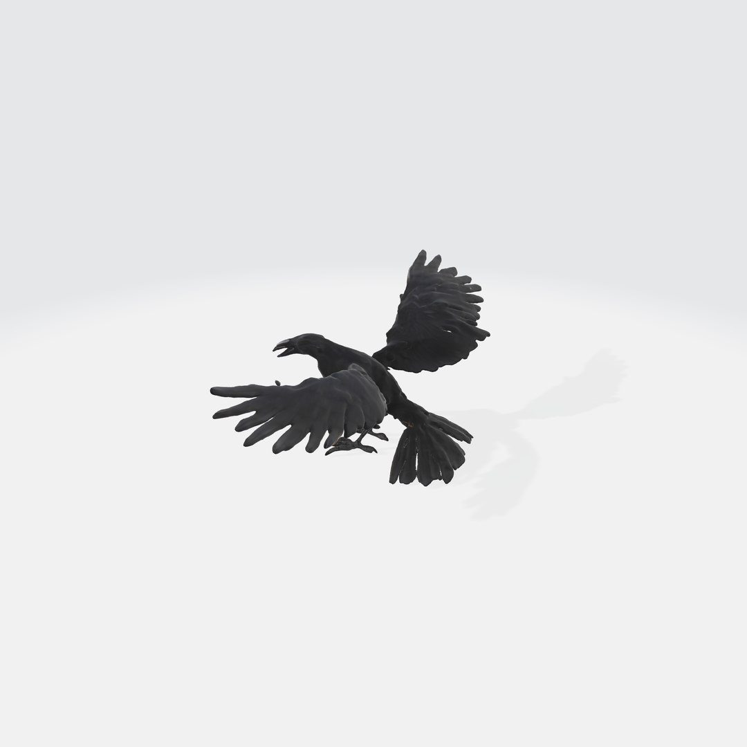 A Black Raven In Flight Model - TurboSquid 2263454