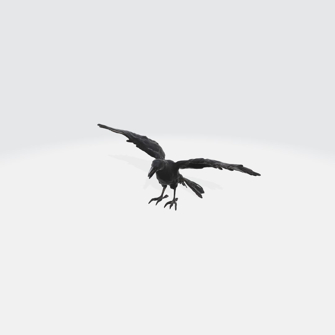 A Black Raven In Flight Model - TurboSquid 2263454