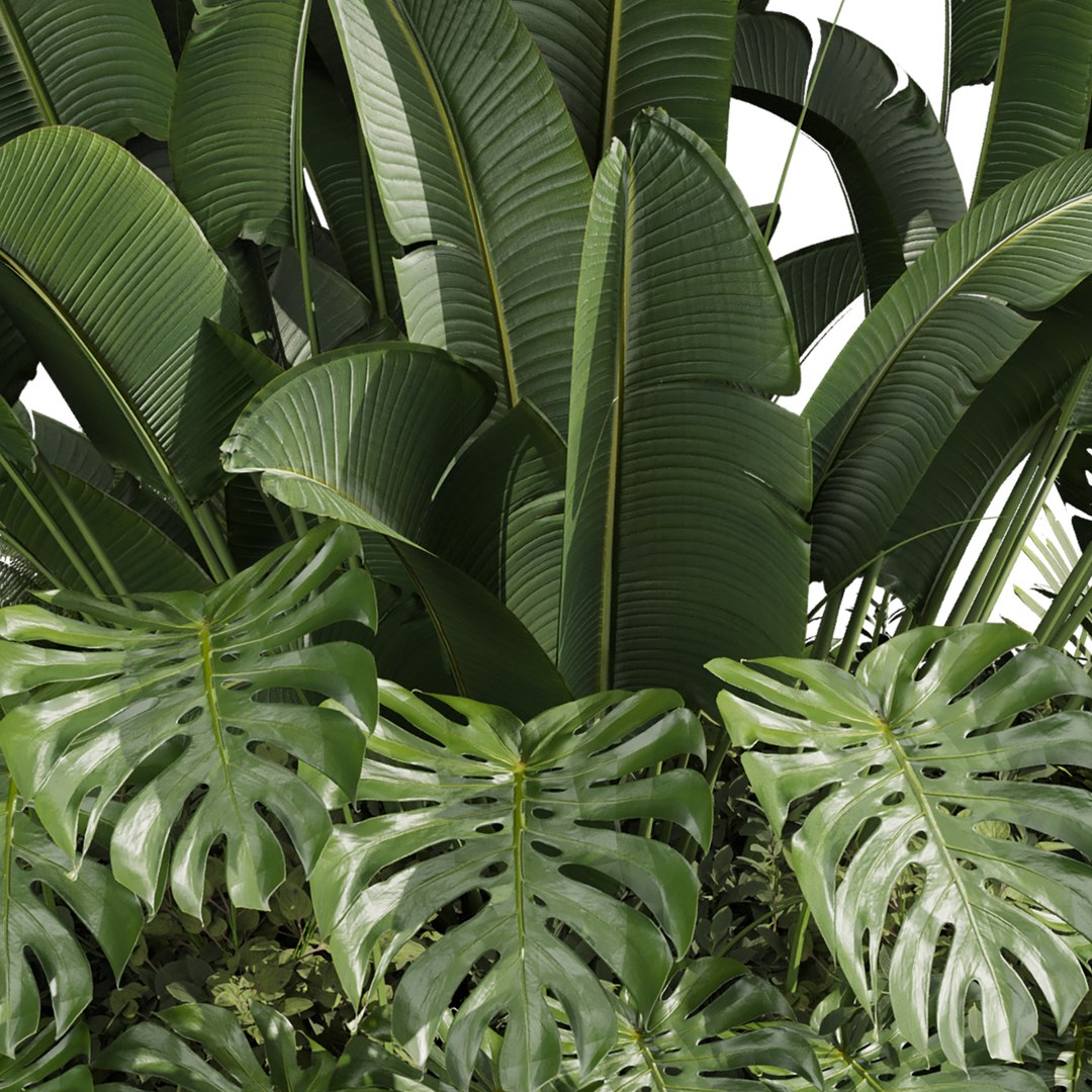 3D plant vol 959 - garden - banana - monstera -  backyard https://p.turbosquid.com/ts-thumb/ek/WaSDJ5/hH/5/jpg/1785159393/1920x1080/fit_q87/931744f32a7f4d4e1d1257762da6ac89a51eb8a8/5.jpg