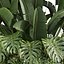 Pflanzenband 959 - Garten - Banane - Monstera - Hinterhof
