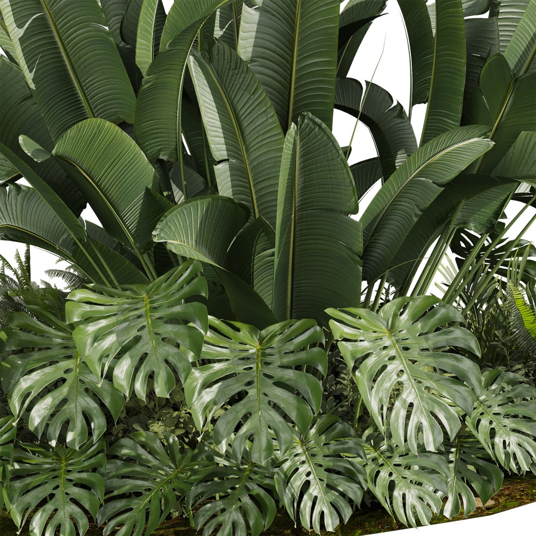 3D plant vol 959 - garden - banana - monstera -  backyard https://p.turbosquid.com/ts-thumb/ek/WaSDJ5/rG/4/jpg/1785159393/1920x1080/fit_q87/62026e6f82abecdfba0ec6beadb0ecdafdb5343a/4.jpg