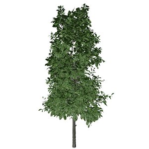 Sourwood Tree - 08 - 3D model