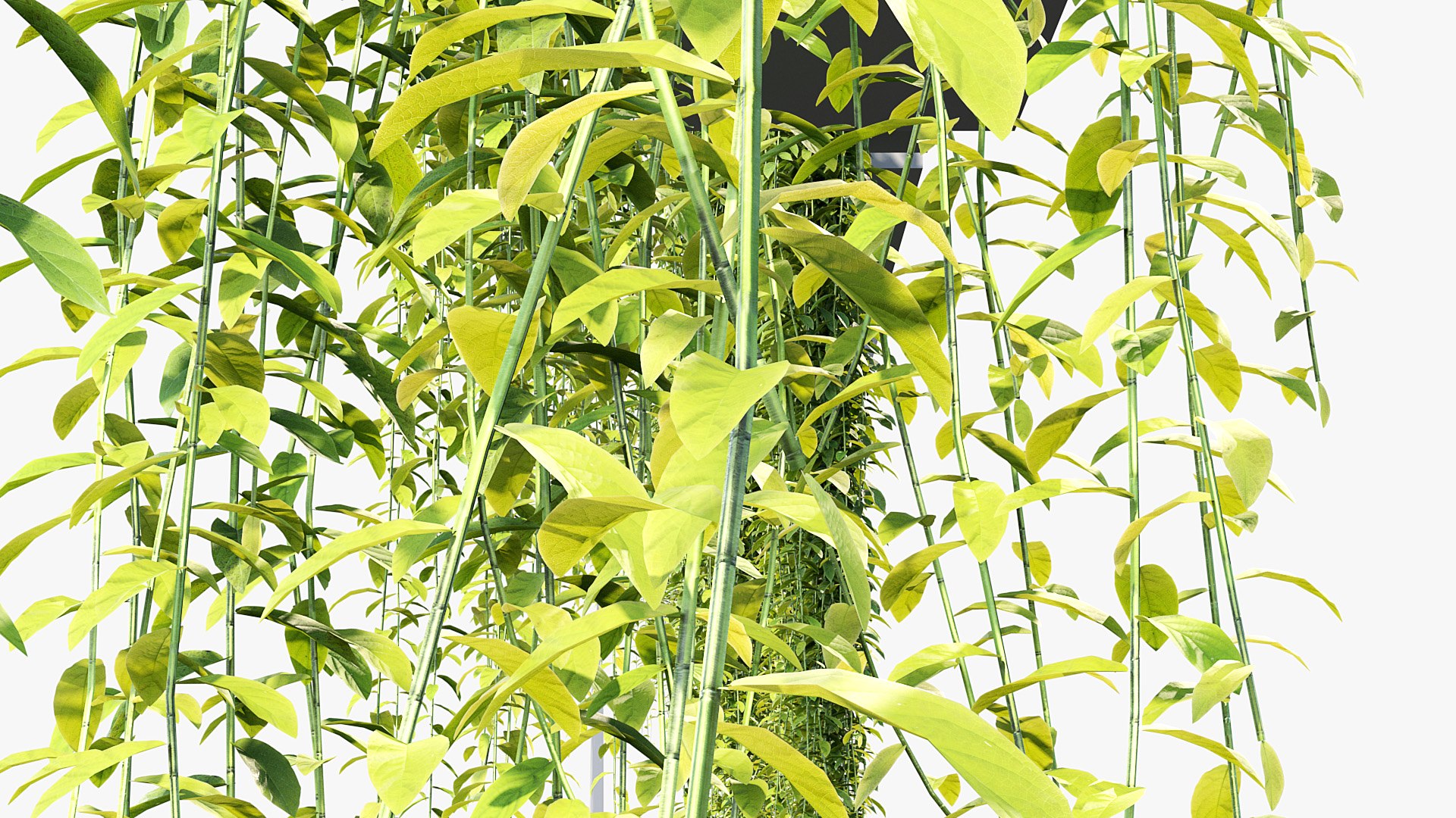Tarlmounia elliptica Indian laurel 3D Model 3D model https://p.turbosquid.com/ts-thumb/ek/c6CUxM/4a/bc_pm_p07_tarlmounia_elliptica_04/jpg/1680781311/1920x1080/fit_q87/ce635ce85b82abe8c6b06a965020923f2eb31411/bc_pm_p07_tarlmounia_elliptica_04.jpg