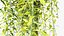 Tarlmounia elliptica Indian laurel