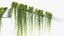 Tarlmounia elliptica Indian laurel