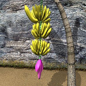 3d banana palm tree model
