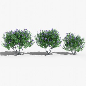 3d model lilac tree