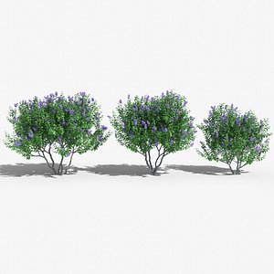 Lilac Tree - 3 items