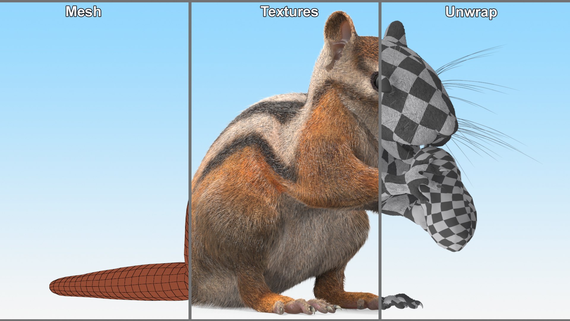 3D Chipmunk Holding Peanut Fur Model - TurboSquid 2434098