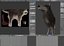 Wolf Rigged Animated i Game Ready