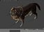 Wolf Rigged Animated i Game Ready
