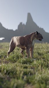 3D Lioness no fur and nails model