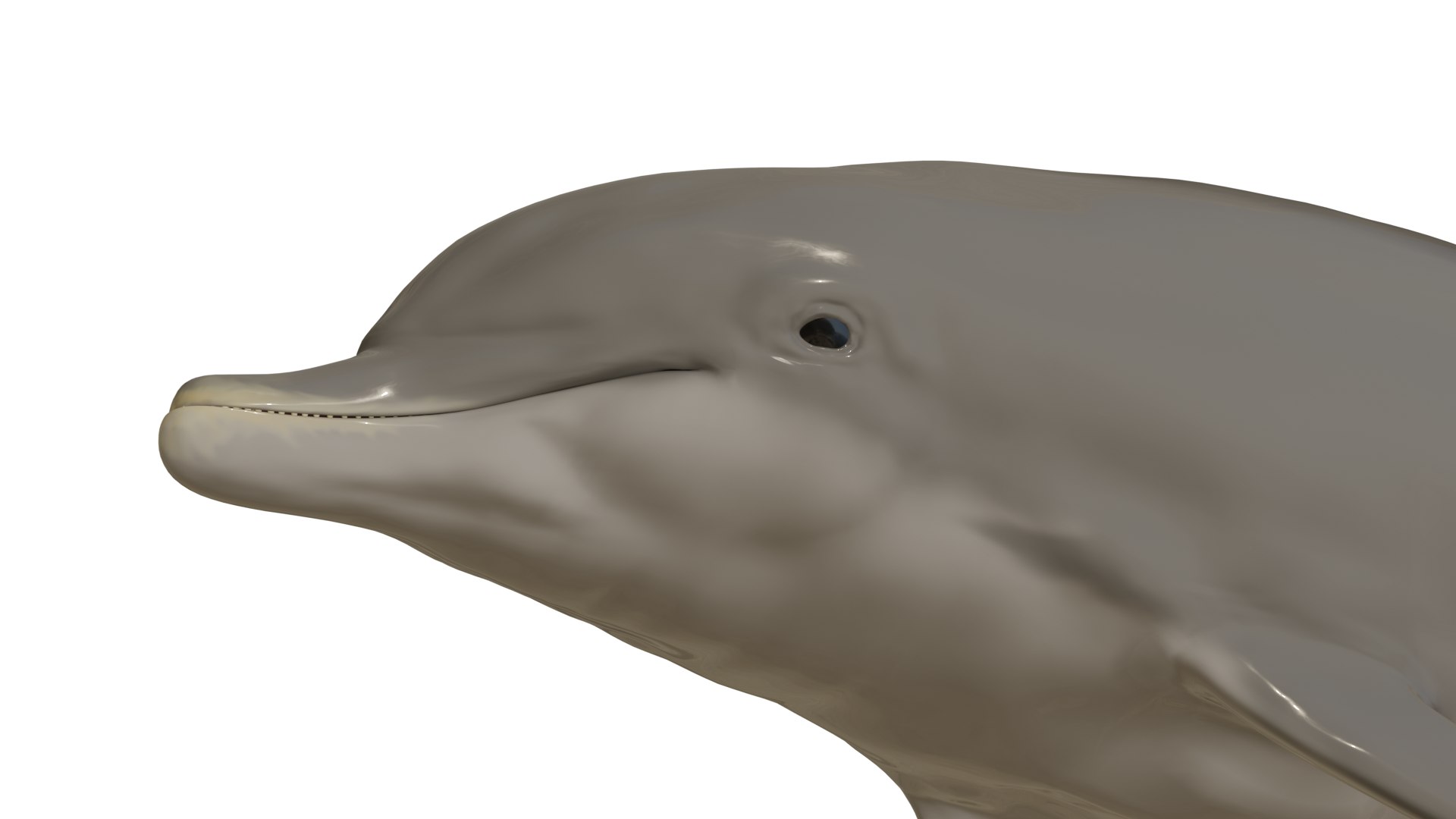 3D dolphin rigged animal bottlenose https://p.turbosquid.com/ts-thumb/ek/svUwnQ/EkDCxJMo/06/png/1604075905/1920x1080/fit_q87/e80d57059907620a1ac85a0af792f2807737878c/06.jpg