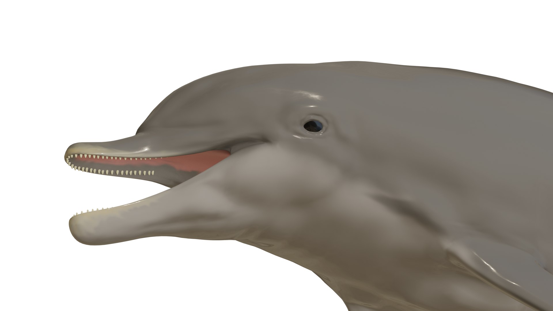 3D dolphin rigged animal bottlenose https://p.turbosquid.com/ts-thumb/ek/svUwnQ/Ii8phEOO/07/png/1604075497/1920x1080/fit_q87/942b9a7528fba35e1eefa1b6955a1be6678bc312/07.jpg