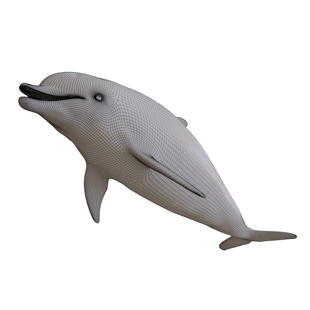 3D dolphin rigged animal bottlenose https://p.turbosquid.com/ts-thumb/ek/svUwnQ/OtapmwMJ/wf03/png/1587287676/1920x1080/fit_q87/f103a819f3ed0b6cdd7bcb5d36d4d2a87c6d21d3/wf03.jpg