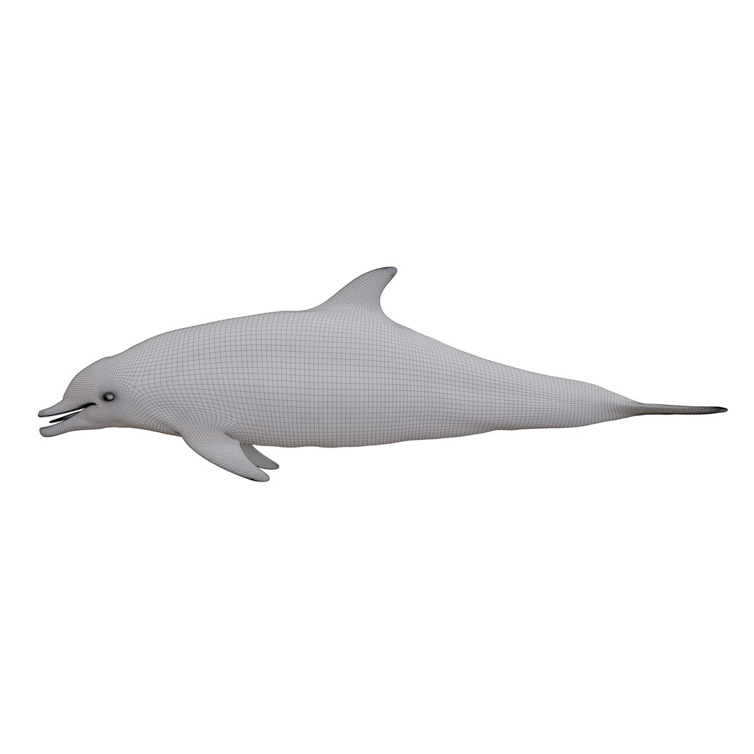 3D dolphin rigged animal bottlenose https://p.turbosquid.com/ts-thumb/ek/svUwnQ/Ve5Z0tFL/wf02/png/1587287703/1920x1080/fit_q87/1abc319f24565ae6b27a93db5a330d26bb4a418e/wf02.jpg