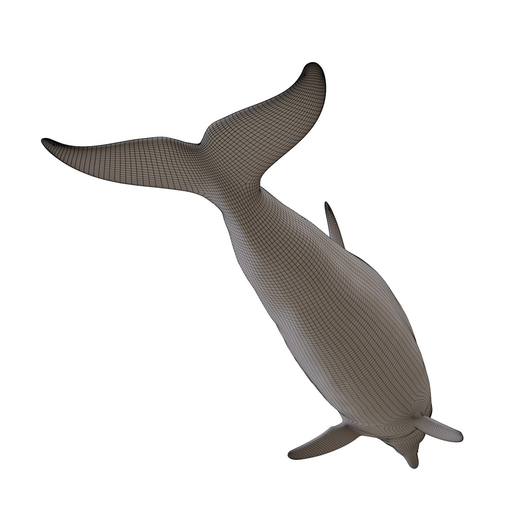 3D dolphin rigged animal bottlenose https://p.turbosquid.com/ts-thumb/ek/svUwnQ/zSkEciKQ/wf05/png/1587287543/1920x1080/fit_q87/6c64aeb67388c2d90b19a9e7e56348a0e05fad22/wf05.jpg