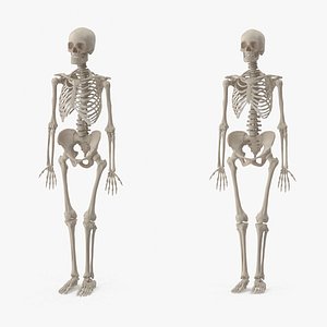 3d male female skeleton set model