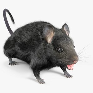 Field Mouse Animal Figure Black Fur Rigged