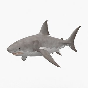Great White Shark