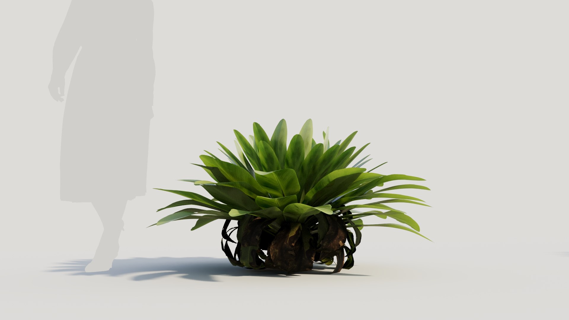 3D model Asplenium nidus c https://p.turbosquid.com/ts-thumb/el/OFPDkr/8e/aspleniumnidusc8/jpg/1705546316/1920x1080/fit_q87/3b28c3796de55d5f3588403cdc0d50dba9b71e2f/aspleniumnidusc8.jpg