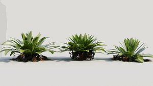 3D model Asplenium nidus c