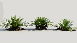 Asplenium nidus c