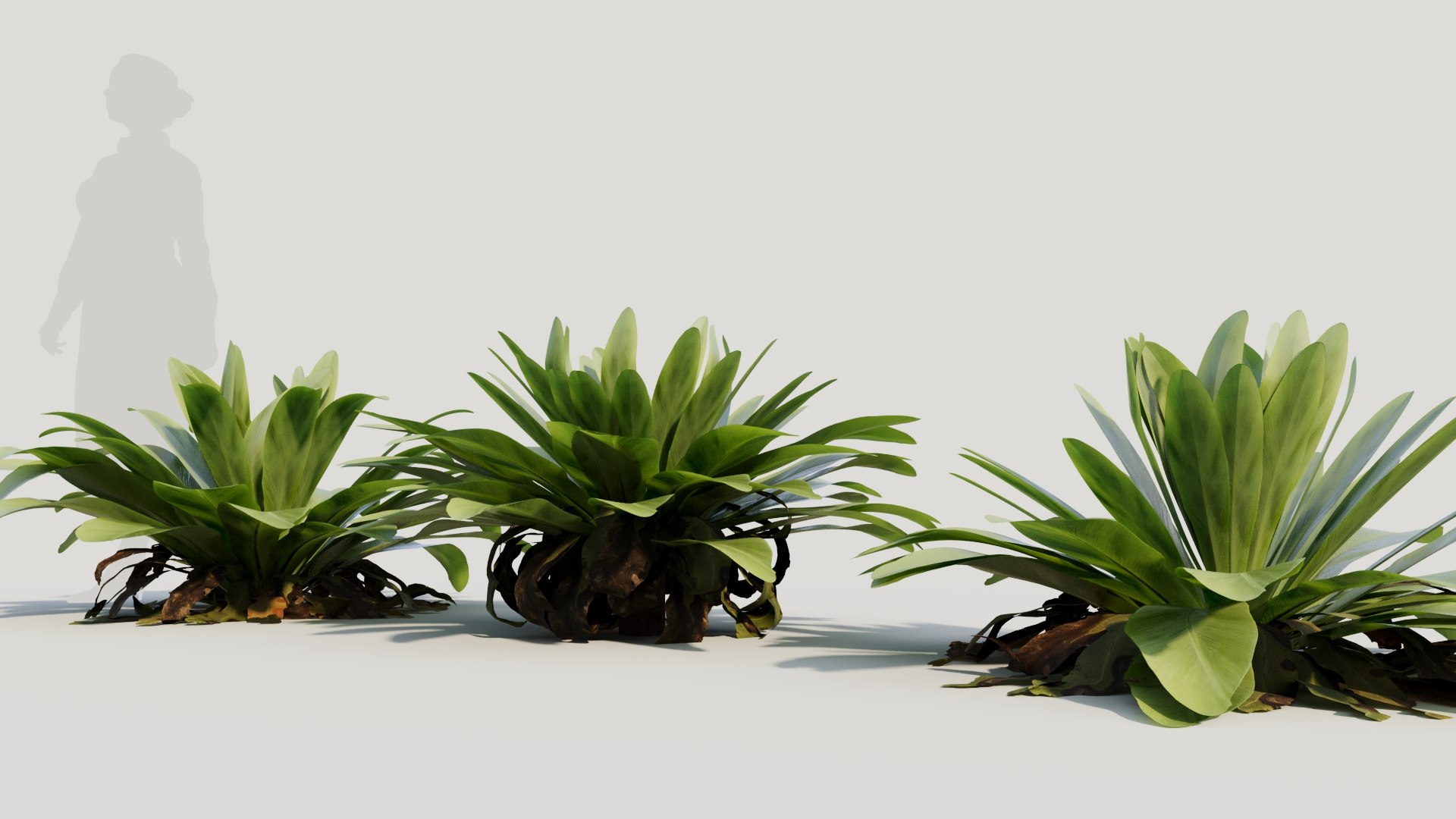 3D model Asplenium nidus c https://p.turbosquid.com/ts-thumb/el/OFPDkr/kJ/aspleniumnidusc3/jpg/1705546313/1920x1080/fit_q87/8990b5edf72cbdc581949ede27f1e78c14f2525f/aspleniumnidusc3.jpg