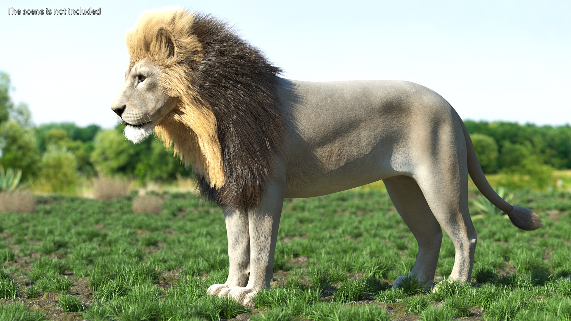 Male White Lion Fur 3D model preview