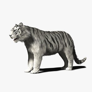 White Tiger