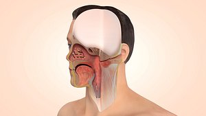 3D model head sliced anatomy