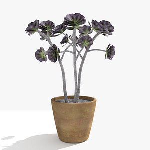 plant aeonium 3D model