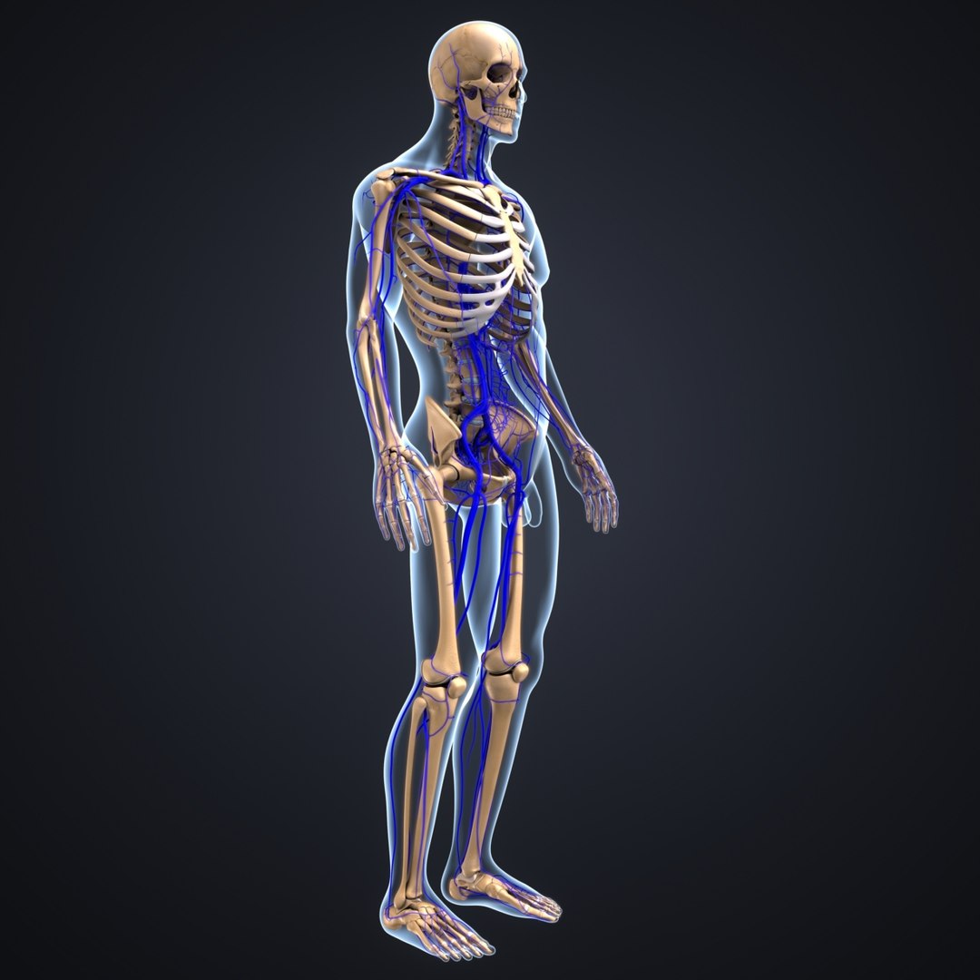 3D body skeleton veins https://p.turbosquid.com/ts-thumb/el/yEvQlZ/DYZBKmY4/04_sk_bodywithveins/jpg/1508934091/1920x1080/fit_q87/463e6b4338cbd13b1905da6abe4ad53acd6bc0b3/04_sk_bodywithveins.jpg
