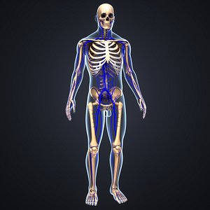 3D body skeleton veins