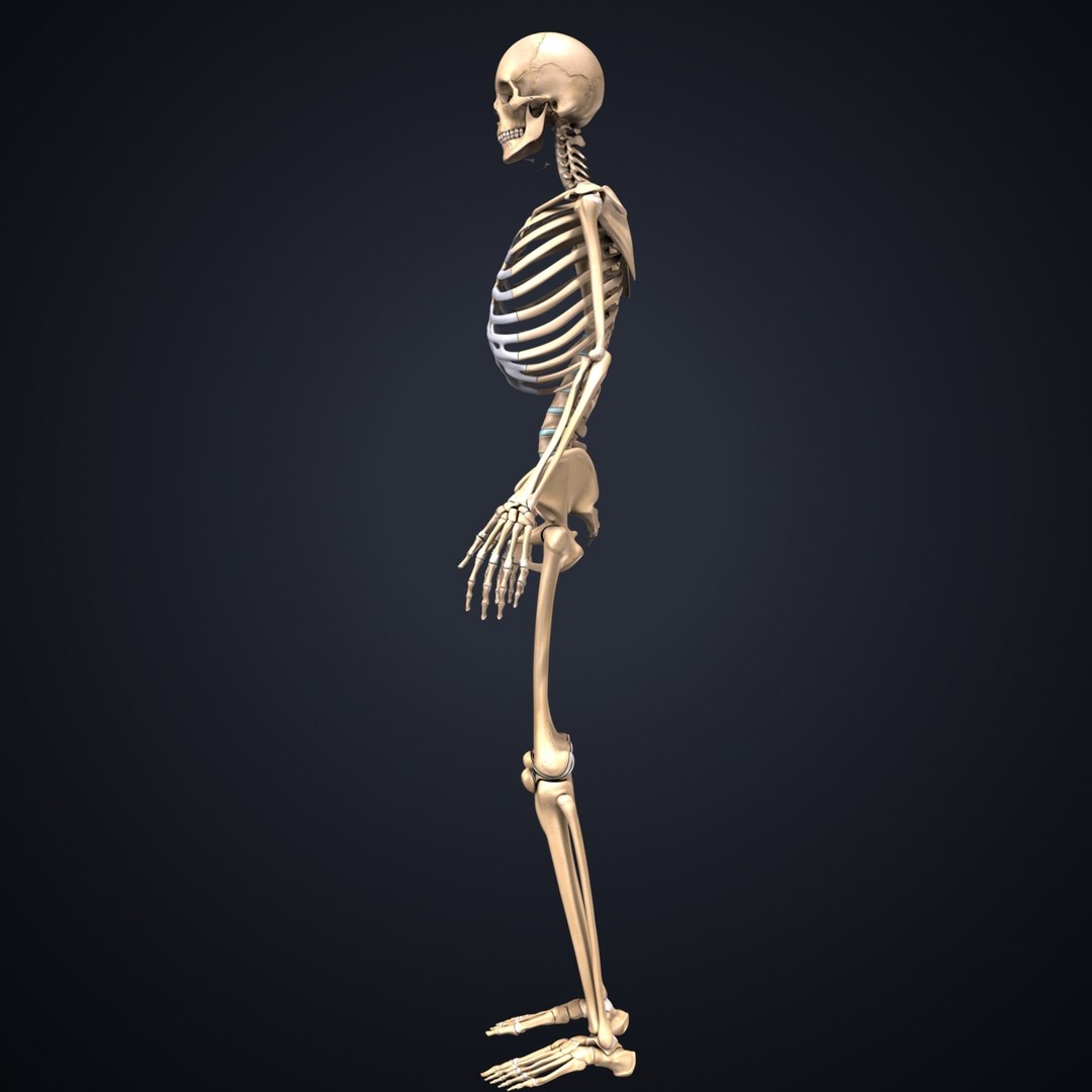 3D body skeleton veins https://p.turbosquid.com/ts-thumb/el/yEvQlZ/LNVkDeXk/02_skeleton/jpg/1508934121/1920x1080/fit_q87/c3a43234ead8a1277455a086bd3b8c39e4912d91/02_skeleton.jpg