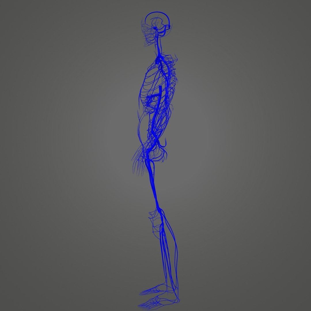 3D body skeleton veins https://p.turbosquid.com/ts-thumb/el/yEvQlZ/O4d9bnXk/02_veins/jpg/1508934121/1920x1080/fit_q87/d0f54edca6fe59fa14abf1ee5f9a173ebb20deb6/02_veins.jpg