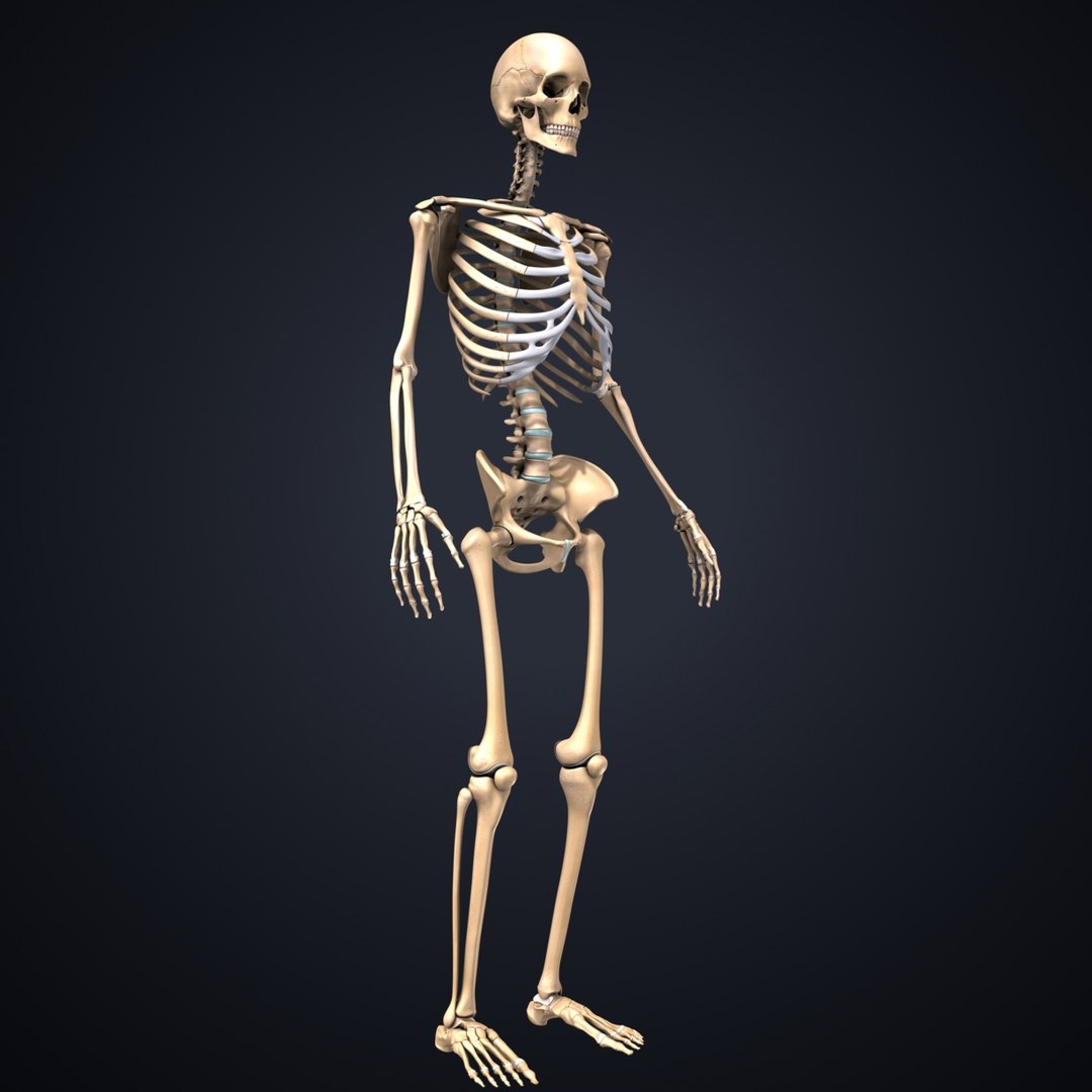 3D body skeleton veins https://p.turbosquid.com/ts-thumb/el/yEvQlZ/ZsKmFlHv/04_skeleton/jpg/1508934121/1920x1080/fit_q87/86229e04f666f6c1db922dc42f9c7c28d05aafa1/04_skeleton.jpg