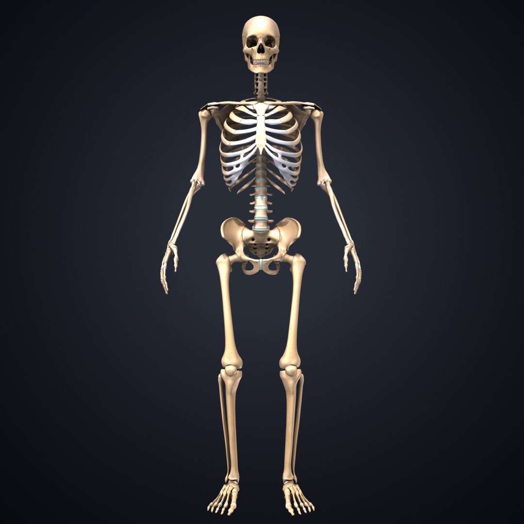 3D body skeleton veins https://p.turbosquid.com/ts-thumb/el/yEvQlZ/nqtXJIhs/01_skeleton/jpg/1508934121/1920x1080/fit_q87/22a23cc3b4cdd4b30a580a3e927b349f1ed1ddda/01_skeleton.jpg