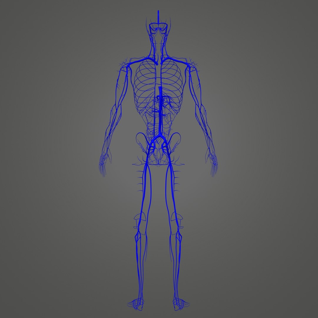 3D body skeleton veins https://p.turbosquid.com/ts-thumb/el/yEvQlZ/xgqx3cRG/03_veins/jpg/1508934121/1920x1080/fit_q87/ea23dac98e2c0b91a89e13422e67ef2c57876c23/03_veins.jpg