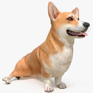 Dog Welsh Corgi Pembroke Rigged for Cinema 4D