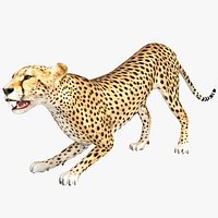 Cheetah 2 Pose 4