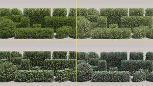 60 Summer Hedge Bushes