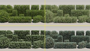 60 Summer Hedge Bushes