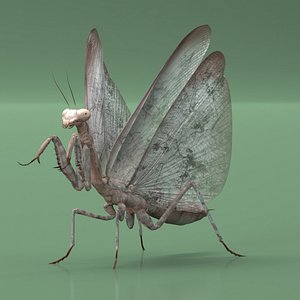 3D Praying Mantis Insect Fur for Cinema 4D model