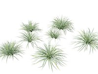 Carex morrowii Ice Dance - Variegated Sedge