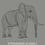 ELEFANT