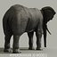 ELEFANT